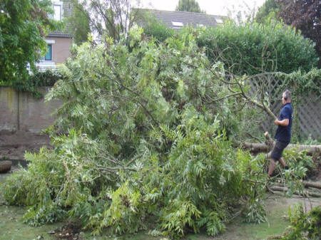 Gerooide boom in een achtertuin