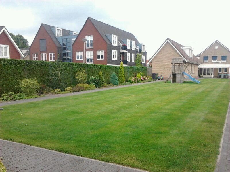 Achtertuin met strak gazon en haag
