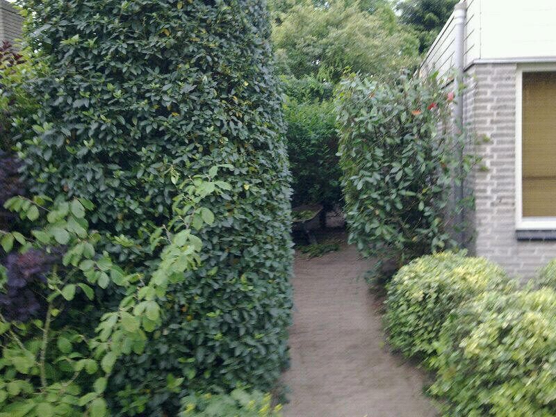 Strak gesnoeide haag langs een tuinpad