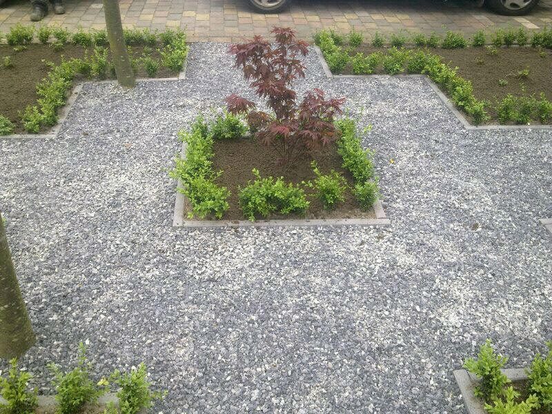 Siertuin met grind, buxus en jonge esdoorn